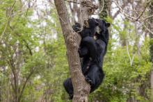 March 27, 2023 | Andean bear mother Brienne and her cub, Ian, climb a tree in their outdoor habitat. Andean bear mother Brienne and her cub, Ian, climb a tree in their outdoor habitat.