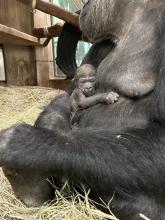 Newborn gorilla cradled by mother Calaya, a 20-year-old female western lowland gorilla. She gave birth to her second offspring May 27. Photo Credit: Becky Malinsky, Smithsonian’s National Zoo and Conservation Biology Institute. Newborn gorilla cradled by mother Calaya, a 20-year-old female western lowland gorilla. She gave birth to her second offspring May 27 at the Smithsonian’s National Zoo and Conservation Biology Institute.