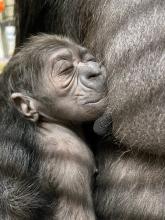 Newborn gorilla cradled by mother Calaya, a 20-year-old female western lowland gorilla. She gave birth to her second offspring May 27. Photo Credit: Valerie Schultz, Smithsonian’s National Zoo and Conservation Biology Institute. Newborn gorilla cradled by mother Calaya, a 20-year-old female western lowland gorilla. She gave birth to her second offspring May 27 at the Smithsonian’s National Zoo and Conservation Biology Institute.