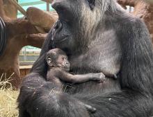 Newborn gorilla cradled by mother Calaya, a 20-year-old female western lowland gorilla. She gave birth to her second offspring May 27. Photo Credit: Valerie Schultz, Smithsonian’s National Zoo and Conservation Biology Institute. Newborn gorilla cradled by mother Calaya, a 20-year-old female western lowland gorilla. She gave birth to her second offspring May 27 at the Smithsonian’s National Zoo and Conservation Biology Institute.
