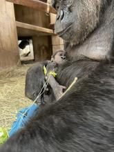 Newborn gorilla cradled by mother Calaya, a 20-year-old female western lowland gorilla. She gave birth to her second offspring May 27 at the Smithsonian’s National Zoo and Conservation Biology Institute. Newborn gorilla cradled by mother Calaya, a 20-year-old female western lowland gorilla. She gave birth to her second offspring May 27 at the Smithsonian’s National Zoo and Conservation Biology Institute.