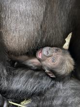 A female western lowland gorilla was born May 27 at NZCBI. Credit: Valerie Schultz, Smithsonian’s National Zoo and Conservation Biology Institute Western lowland gorilla infant cradled in her mother's arms. She is looking up at the viewer with her mouth open, appearing to be smiling.
