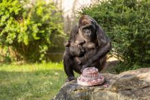 This morning, primate keepers threw a party for the gorilla troop, and festive enrichment revealed that the newborn is female. Photo credit: Roshan Patel, Smithsonian's National Zoo and Conservation Biology Institute This morning, primate keepers threw a party for the gorilla troop, and festive enrichment revealed that the newborn is female.