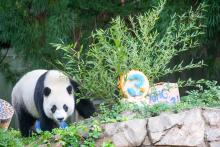 Giant panda Xiao Qi Ji approaches his third birthday cake. Giant panda Xiao Qi Ji approaches his third birthday cake.
