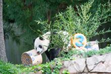 Giant panda Xiao Qi Ji approaches enrichment boxes decorated with the number 3 in celebration of his third birthday. Giant panda Xiao Qi Ji approaches his third birthday enrichment boxes.