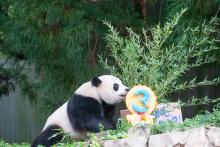 Giant panda Xiao Qi Ji licks his fruitsicle cake. Giant panda Xiao Qi Ji licks his fruitsicle cake.