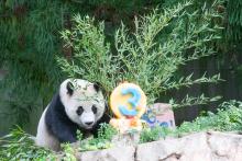 Giant panda Xiao Qi Ji licks his fruitsicle cake. Giant panda Xiao Qi Ji licks his fruitsicle cake.