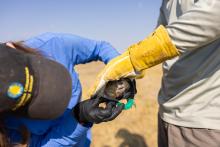 Hila Shamon (left) places a GPS collar on a wild prairie dog, held by researcher Jesse Boulerice (right.) Photo credit: Brett Kuxhausen, Smithsonian’s National Zoo and Conservation Biology Institute Photo of scientist Hila Shamon attaching a GPS collar to a wild prairie dog.