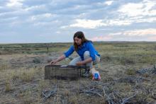 Smithsonian research ecologist Hila Shamon sets a trap for wild prairie dogs at American Prairie. Photo credit: Brett Kuxhausen, Smithsonian’s National Zoo and Conservation Biology Institute. Photo of scientist Hila Shamon setting a humane trap for wild prairie dogs at American Prairie.
