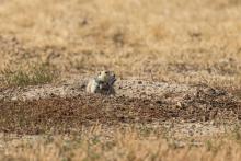 The specialized collars deployed by scientists will track the movement of wild prairie dogs underground. Photo credit: Brett Kuxhausen, Smithsonian’s National Zoo and Conservation Biology Institute Photo of a prairie dog wearing a GPS collar in an open plain.