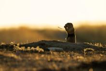 Wild prairie dogs are ecosystem engineers who are critical for the survival of over one hundred grassland species. Photo credit: Brett Kuxhausen, Smithsonian’s National Zoo and Conservation Biology Institute Photo of a prairie dog eating a blade of grass against the backdrop of the American prairie.