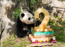 Bao Bao Second Birthday