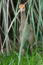 Chris Crowe/Smithsonian Conservation Biology Institute Hooded crane chick in the grass