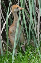 Chris Crowe/Smithsonian Conservation Biology Institute Hooded crane chick in the grass