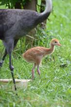 Chris Crowe/Smithsonian Conservation Biology Institute Hooded crane chick in the grass with mom