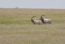 oryx running in the wild
