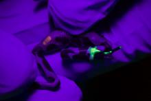 Researchers gave every released Limosa harlequin frog an elastomer toe marking that glows under UV light to easily tell this cohort of frogs apart from any future releases. A limosa harlequin frog with an elastomer toe marking that is glowing green under UV light