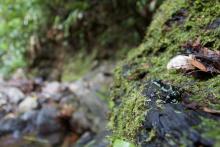 A captive-bred, recently released female Limosa harlequin frog explores her new home in the wild. She is one of 90 frogs set out in a release trial in Mamoní Valley Preserve in Panama as part of a study that aims to determine the factors that influence not only whether frogs survive the transition from human care to the wild, but whether they persist and go on to breed. A female Limosa harlequin frog on a mossy rock in a stream bed.