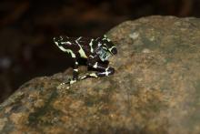 A female Limosa harlequin frog sports a miniature radio transmitter. The radio transmitters will allow the scientists to track 16 of the frogs to look at the differences in survival and persistence between those that experienced a soft release and those that did not. A female Limosa harlequin frog with a radio transmitter on its back.
