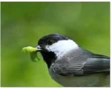 Carolina chickadees depend on the availability of high-calorie, high-protein prey, such as caterpillars, for a healthy breeding season. Backyards landscaped with even a small portion of nonnative plants, however, lack the appropriate cuisine, leading to a decline in the breeding success and population growth of the bird species, according to a new SCBI study. Photo: Doug Tallamy, University of Delaware A small bird with black, white and gray feathers, called a Carolina chickadee, holds a green caterpillar in its beak