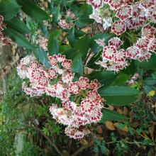 Native plants, such as the mountain laurel shrub, look pretty and could help increase Carolina chickadee breeding success and population growth in the D.C. metropolitan area. Photo: Desirée Narango, SCBI A close-up photo of flowers blooming on a mountain laurel shrub