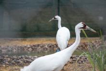 One of six breeding pairs of whooping cranes that arrived at the Smithsonian Conservation Biology Institute. With less than 900 birds on the planet, the six mated-pairs will be the founding members of SCBI’s whooping crane research and breeding program. The chicks that the pairs hatch will be candidates for reintroduction to the wild. Two whooping cranes (large birds with long, thin legs, long necks, and pointed bills) explore their new habitat at the Smithsonian Conservation Biology Institute in Front Royal, Virginia