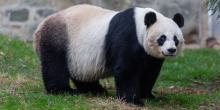 Female giant panda Mei Xiang surveys her yard at the David M. Rubenstein Family Giant Panda Habitat.