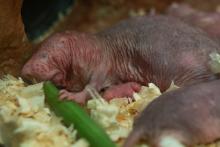 A naked mole-rat pup. Naked mole-rat pup.