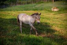 Dahlores, Olga's filly at the Smithsonian Conservation Biology Institute. Dahlores, a Przewalski's horse filly at the Smithsonian Conservation Biology Institute.