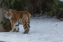 Amur Tiger Pavel at the Great Cats habitat at the Smithsonian’s National Zoo. Photo credit: Amy Enchelmeyer, Smithsonian's National Zoo An Amur tiger in the snow