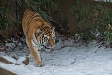 Amur Tiger Pavel at the Great Cats habitat at the Smithsonian’s National Zoo. Photo credit: Amy Enchelmeyer, Smithsonian's National Zoo An Amur tiger in the snow