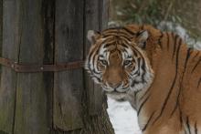 Amur Tiger Pavel at the Great Cats habitat at the Smithsonian’s National Zoo. Photo credit: Roshan Patel, Smithsonian's National Zoo An Amur tiger in the snow