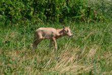 A female scimitar-horned oryx calf at the Smithsonian Conservation Biology Institute. She was the first calf to be successfully conceived through artificial insemination without anesthesia. The technique could be used on females reintroduced to the wild, increasing the genetic diversity of reintroduced herds. A newborn scimitar-horned oryx calf walks through tall green and yellow grass at the Smithsonian Conservation Biology Institute in Front Royal, Virginia