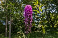 A purple fringeless orchid discovered by citizen scientists while conducting an orchid survey for the Changing Landscapes Initiative and Virginia Working Landscapes, both programs of the Smithsonian Conservation Biology Institute. An endangered purple fringeless orchid.