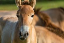 Anne's colt at the Smithsonian Conservation Biology Institute. A Przewalski's horse colt.