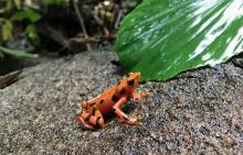 Once common along highland streams in western Costa Rica and Panama, the variable harlequin frog, Atelopus varius, is endangered throughout its range, decimated by a disease caused by the amphibian chytrid fungus. On Jan. 17, Smithsonian researchers released approximately 500 frogs in Panama’s Colon province as a first step toward full-scale reintroduction of this species. A small orange variable harlequin frog, Atelopus varius, sitting on a rock