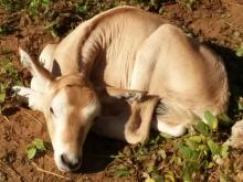 Scimitar-horned oryx calf Scimitar-horned oryx calf