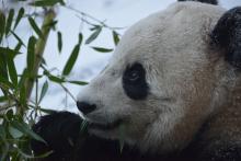 Bao Bao