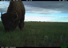 Smithsonian Conservation Biology Institute scientists are using camera trap photos, like this one of a bison, to help to understand the biodiversity of the prairie landscape. A camera trap photo of an American bison with a thick coat and horns grazes in grass