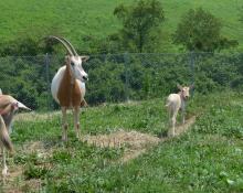 A scimitar-horned oryx calf on pasture with its herd on July 14, 2019 at the Smithsonian Conservation Biology Institute. (Tara Buk/Smithsonian Conservation Biology Institute) A newborn scimitar-horned oryx calf with tan skin and large ears rests on a grassy hill near an adult oryx with long, curved antlers.