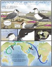 To tell this story, the authors partnered with artist Laurel Mundy to create a comic version of the research, showing how these Arctic seabirds connect the world. (Page 1 of 3) A comic depicting the annual cycle of the jaeger, page 1