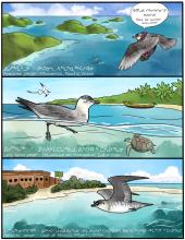 To tell this story, the authors partnered with artist Laurel Mundy to create a comic version of the research, showing how these Arctic seabirds connect the world. (Page 2 of 3) A comic depicting the annual cycle of the jaeger, page 2