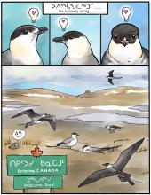 To tell this story, the authors partnered with artist Laurel Mundy to create a comic version of the research, showing how these Arctic seabirds connect the world. (Page 3 of 3) A comic depicting the annual cycle of the jaeger, page 3