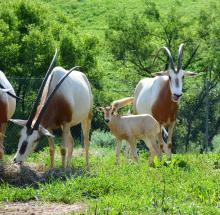A scimitar-horned oryx named Chari with her calf. (Tara Buk/Smithsonian Conservation Biology Institute) A newborn scimitar-horned oryx calf with tan skin and large ears stands in the grass near its mother, an oryx named Chari, and another adult oryx