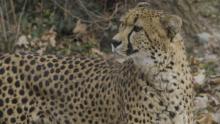 Photo: Roshan Patel, Smithsonian's National Zoo A male cheetah