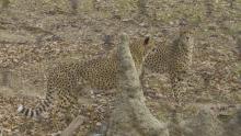 Cheetah brothers Donnie and Copley at the Smithsonian's National Zoo's Cheetah Conservation Station. Photo: Roshan Patel, Smithsonian's National Zoo Two cheetahs standing in the grass behind a fake termite mound