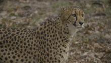 Photo: Roshan Patel, Smithsonian's National Zoo A cheetah standing in the grass