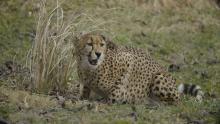 Photo: Roshan Patel, Smithsonian's National Zoo A cheetah crouched on the ground next to some tall grasses