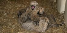 A group of cheetah cubs sits in the straw at the Smithsonian Conservation Biology Institute