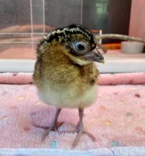 A female blue-billed curassow chick named Lulo hatched Aug. 28, 2022 at Smithsonian’s National Zoo and Conservation Biology Institute. Blue-billed curassow chick